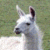 llama