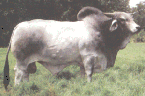 Brahman bull