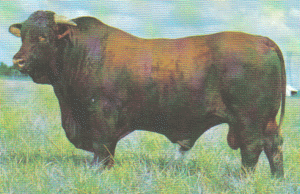 Santa Gertrudis bull