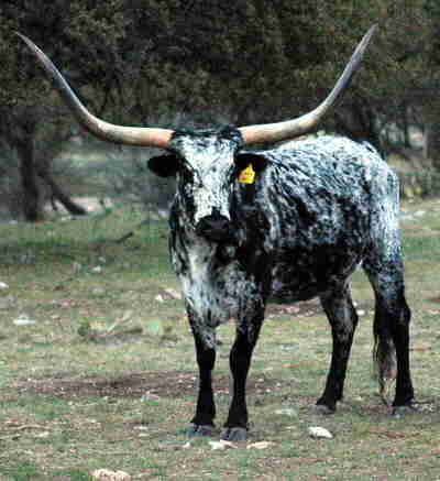 Texas Longhorn bull