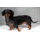 dachshund