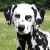 Dalmatian