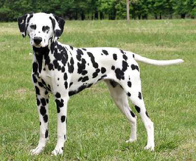 dalmatian