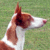 Ibizan Hound