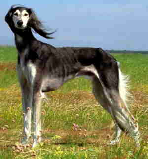 saluki