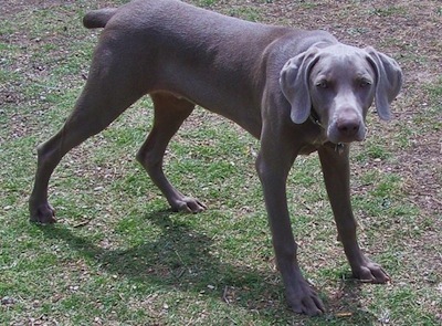 weimaraner