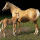 Palomino