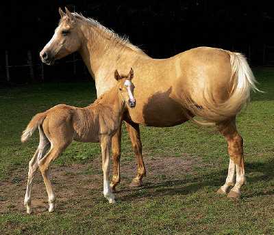 standard palomino