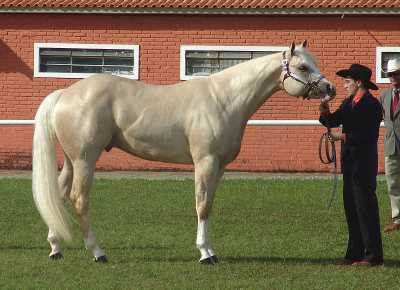 light palomino