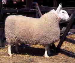 Border Leicester Sheep