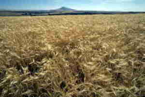 barley plants