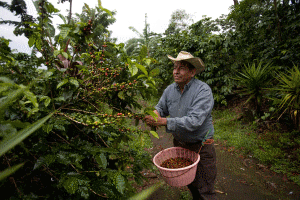 worker harvesting coffee beans