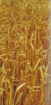 Wheat