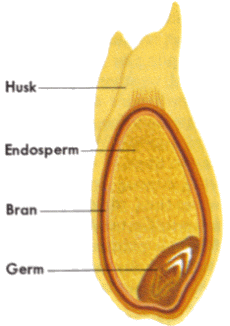 cross section of a kernel of wheat