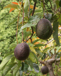 avocado tree with fruit