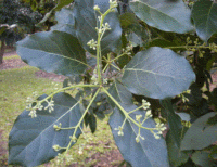 avocado flowers