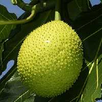 breadfruit