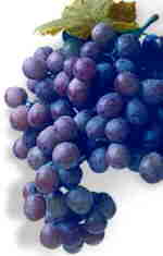 Concord grapes