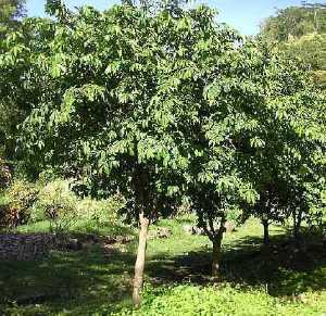 custard apple trees