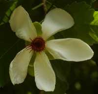 custard apple flowers