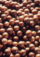 macadamia nuts