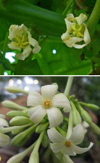 male (top) and female (bottom) papaya flowers