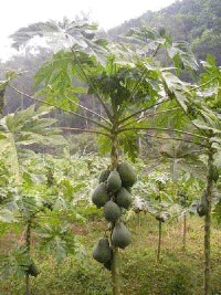 papaya 'tree'