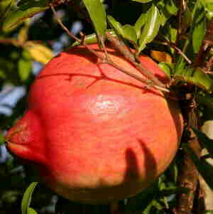 Pomegranate