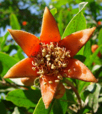 pomegranate flower