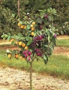 a two-in-one apple tree