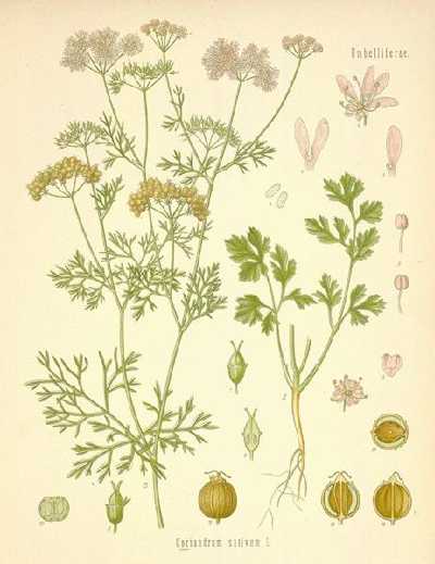 drawing of coriander plant and its parts