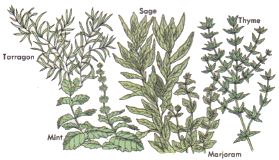 some common herbs