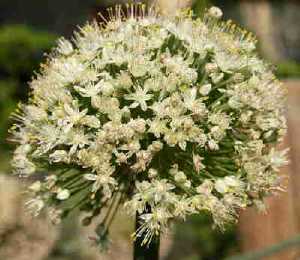 onion plant flower