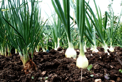 onion plant