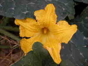 pumpkin flower