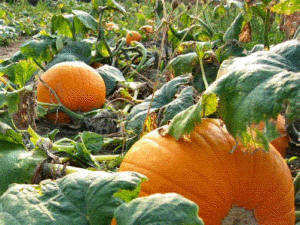 pumpkin plants