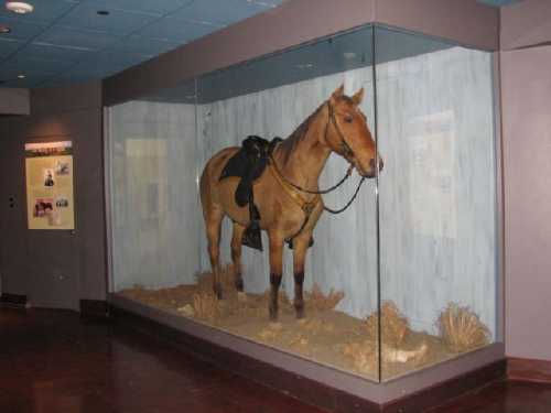 Comanche on display at the University of Kansas