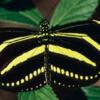 Zebra Longwing