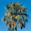 Sabal Palm