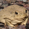 Texas toad