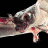 Mexican free-tailed bat