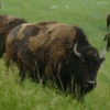 Caprock Canyons bison herd