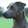 blue lacy