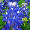 bluebonnet