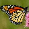 monarch butterfly