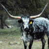 longhorn