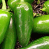 jalapeno