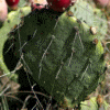 prickly pearcactus