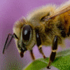 western honey bee