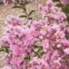 crape myrtle